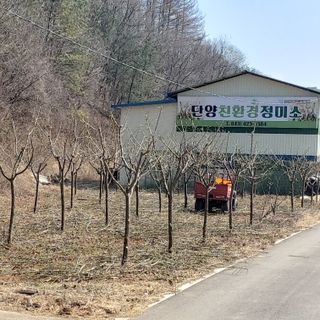 가로수님의 매실 · 영농일지 작성글 사진