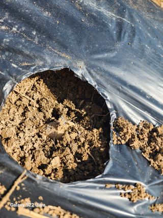 권지연.옥천.님의 감자 · 영농일지 작성글 사진