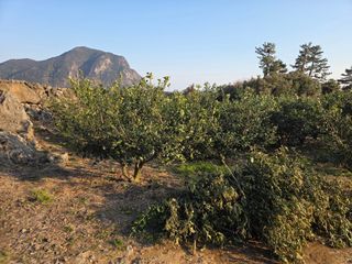 산방자연농원님의 귤 · 영농일지 작성글 사진