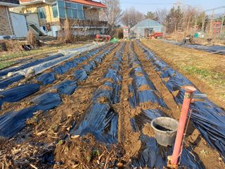 최동식님의 블루베리 · 영농일지 작성글 사진