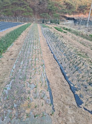 이한재님의 마늘 · 영농일지 작성글 사진