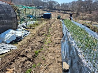 이준영님의 참깨 · 영농일지 작성글 사진