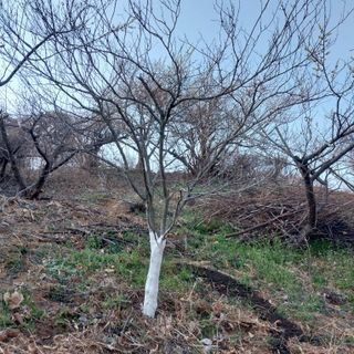 섬진강님의 기타작물 · 영농일지 작성글 사진