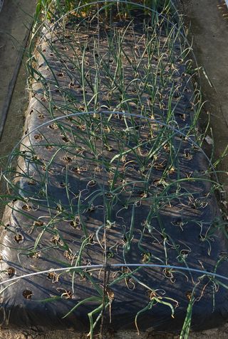 부천역곡 정병호님의 마늘 · 영농일지 작성글 사진