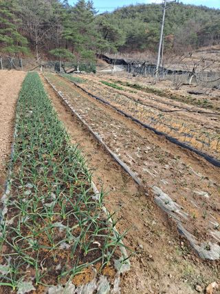 이한재님의 고추 · 영농일지 작성글 사진