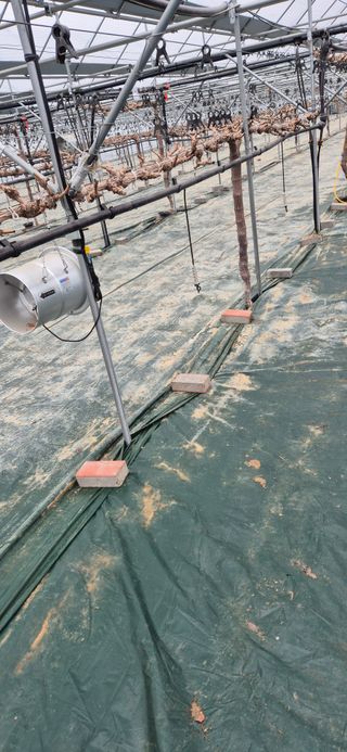 이화주님의 포도 · 영농일지 작성글 사진