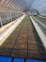 팜모닝 고추·영농일지 게시글 이미지