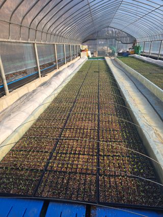 gigibae111님의 고추 · 영농일지 작성글 사진