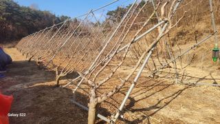 김준한님의 자두 · 영농일지 작성글 사진