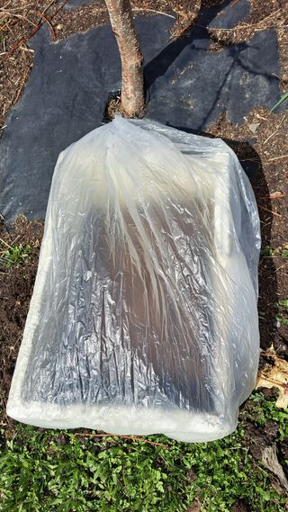 주윤발이님의 옥수수 · 영농일지 작성글 사진