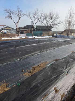 백현호님의 블루베리 · 영농일지 작성글 사진