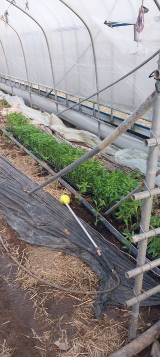 이사룡님의 고추 · 영농일지 작성글 사진