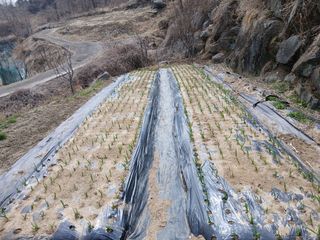 한골머스마님의 마늘 · 영농일지 작성글 사진