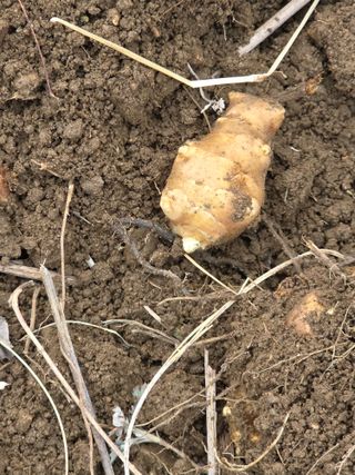 밥김님의 감자 · 영농일지 작성글 사진