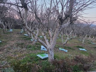 박영애님의 기타작물 · 영농일지 작성글 사진