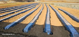 장용선 사진작가농부님의 기타작물 · 영농일지 작성글 사진