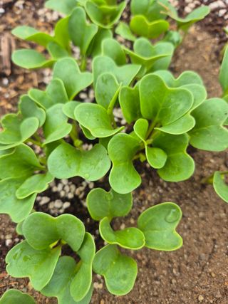 조성민님의 기타작물 · 영농일지 작성글 사진