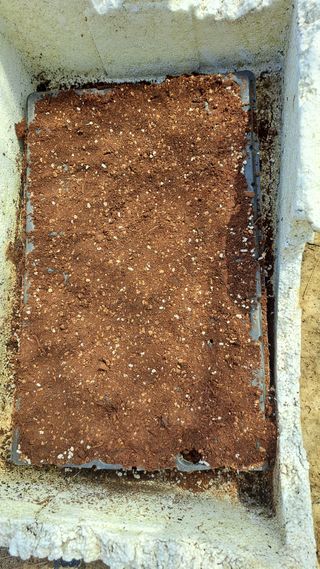 주윤발이님의 옥수수 · 영농일지 작성글 사진