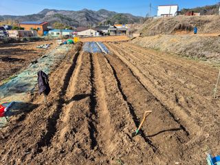 이준영님의 참깨 · 영농일지 작성글 사진