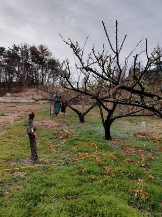 심무재 님의 사과 · 영농일지 작성글 사진