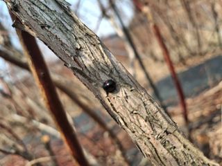 황인근님의 블루베리 · 영농일지 작성글 사진