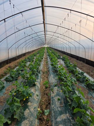 박종석님의 기타작물 · 영농일지 작성글 사진