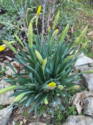 박영애님의 기타작물 · 영농일지 작성글 사진