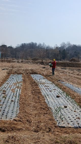 엄성열님의 콩 · 영농일지 작성글 사진