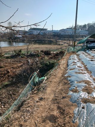 홍순복님의 고추 · 영농일지 작성글 사진