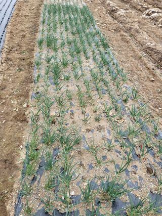 이상욱님의 마늘 · 영농일지 작성글 사진