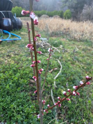 박영애님의 기타작물 · 영농일지 작성글 사진