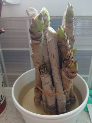 인생은 소풍처럼~님의 기타작물 · 영농일지 작성글 사진