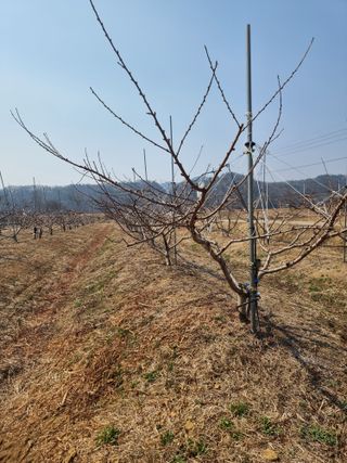 해찬들농원님의 복숭아 · 영농일지 작성글 사진