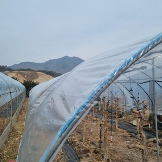 오학봉(멀티팜)님의 기타작물 · 영농일지 작성글 사진