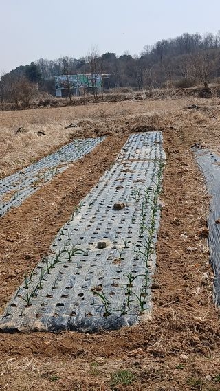 엄성열님의 콩 · 영농일지 작성글 사진
