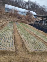 팜모닝 마늘·영농일지 게시글 이미지