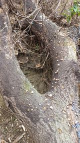 팜모닝 버섯·영농일지 게시글 이미지