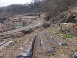한골머스마님의 마늘 · 영농일지 작성글 사진