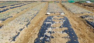 남궁봉님의 기타작물 · 영농일지 작성글 사진