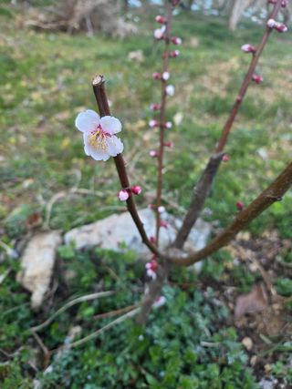 박영애님의 기타작물 · 영농일지 작성글 사진