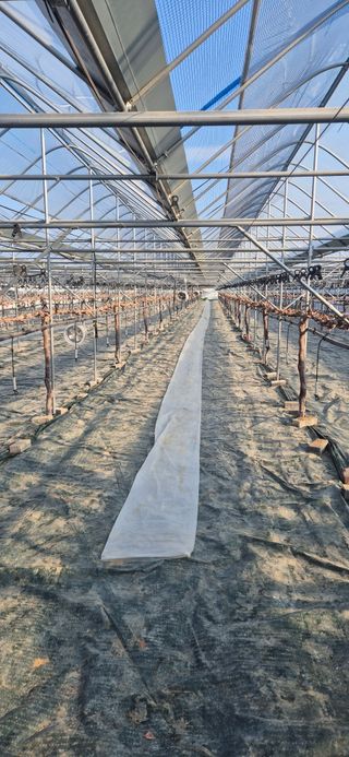 이화주님의 기타작물 · 영농일지 작성글 사진