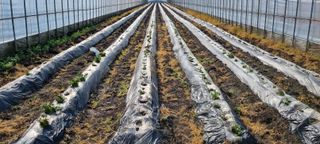 한밭농원님의 감자 · 영농일지 작성글 사진