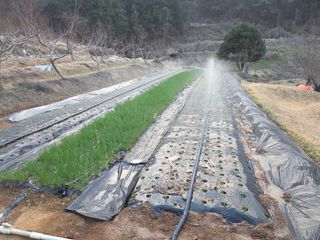 장흥식님의 기타작물 · 영농일지 작성글 사진