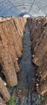 팜모닝 감자·영농일지 게시글 이미지