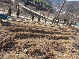 툇골짜기님의 감자 · 영농일지 작성글 사진