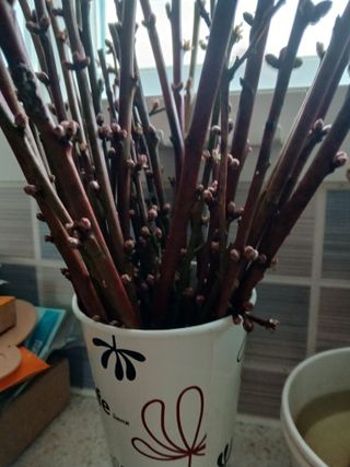 인생은 소풍처럼~님의 기타작물 · 영농일지 작성글 사진