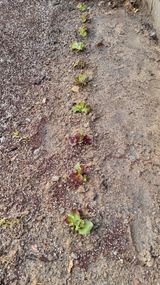 팜모닝 상추·영농일지 게시글 이미지