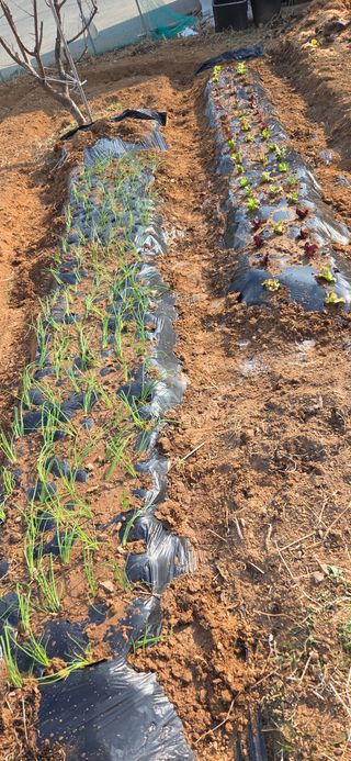 김성필님의 기타작물 · 영농일지 작성글 사진