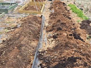 오세창님의 배추 · 영농일지 작성글 사진