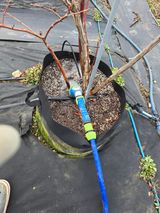 팜모닝 블루베리·영농일지 게시글 이미지